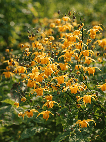 Горянка Amber Queen