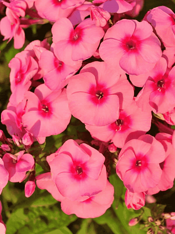 Флокс метельчатый Jeff's Pink