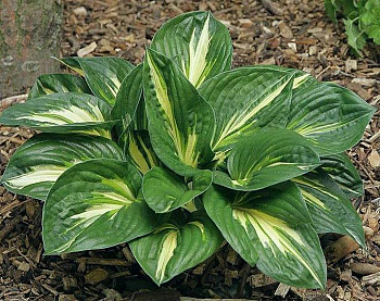Хоста гибридная Стинг