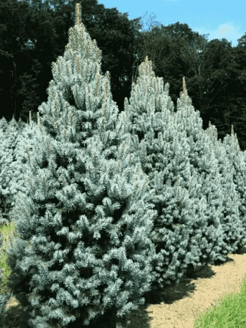 Ель колючая Iseli Fastigiate