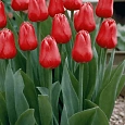 Тюльпан триумф Ile de France