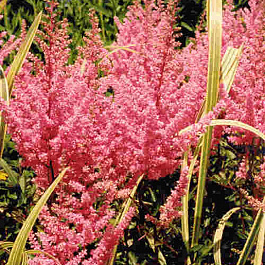 Астильба Арендса Анита Пфейфер