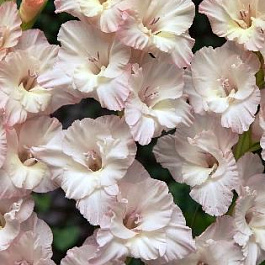 Гладиолус гофрированный Марш Раффл