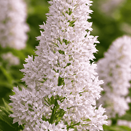 Сирень Престон Agnes Smith