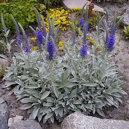 Вероника колосковая Инкана Вероника колосковая Инкана