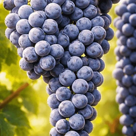 Виноград культурный Marechal Foch