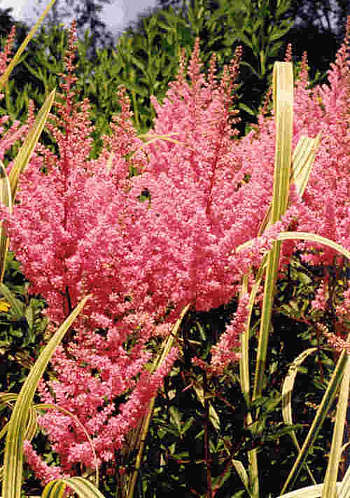 Астильба Арендса Анита Пфейфер