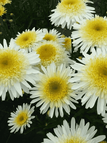 Нивяник наибольший Real Glory