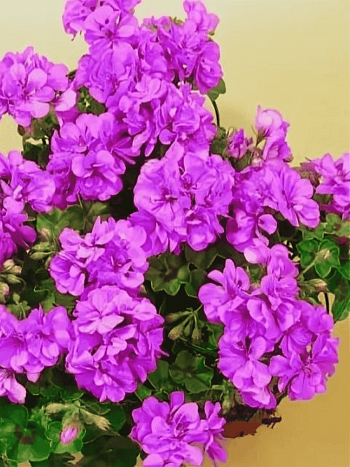 Пеларгония плющелистная Toscana Medio Amethyst (Marlen)