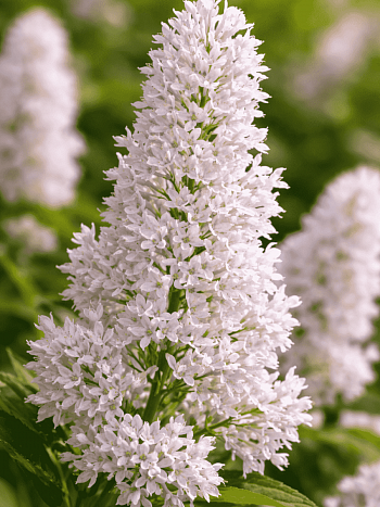 Сирень Престон Agnes Smith