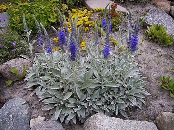 Вероника колосковая Инкана