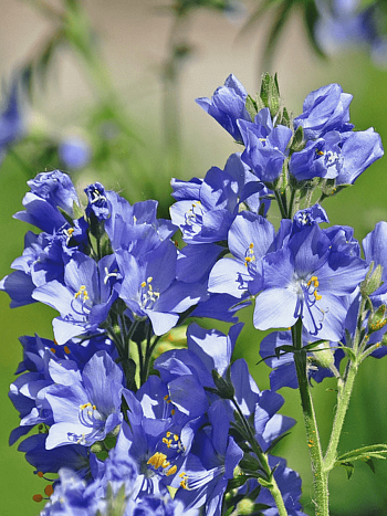 Синюха голубая