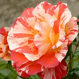 Роза Кустовая Alfred Sisley