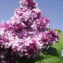 Сирень обыкновенная Маршал Малиновский