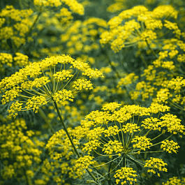 Фенхель обыкновенный