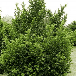 Тис средний Hatfieldii