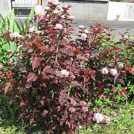 Пузыреплодник калинолистный Ред Барон