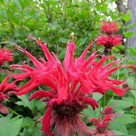 Монарда гибридная Гадэнвью Скарлет Монарда гибридная Гадэнвью Скарлет