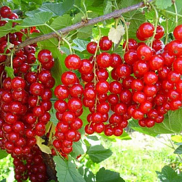 Смородина красная Джонкер ван Тетс Смородина красная Джонкер ван Тетс