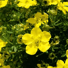 Лапчатка кустарниковая Goldstar