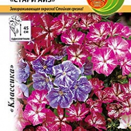 Флокс однолетний Стари Айз
