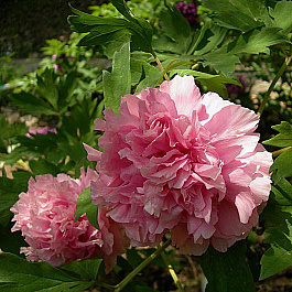 Пион древовидный Цвет вечности