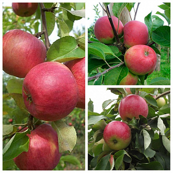 Дерево-сад (3-4х летка) яблоня 3 сорта Юбиляр-Красное раннее-Мелба