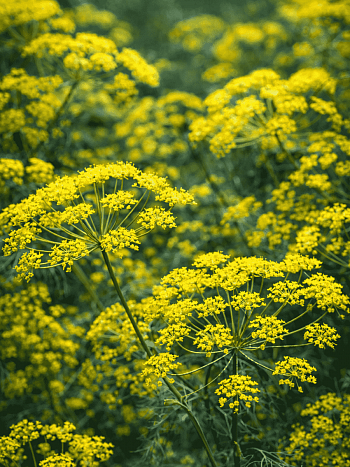 Фенхель обыкновенный