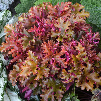 Гейхера гибридная Зиппер Гейхера гибридная Зиппер