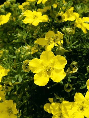 Лапчатка кустарниковая Goldstar