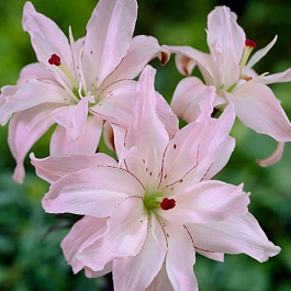 Лилия азиатская махровая Спринг Пинк