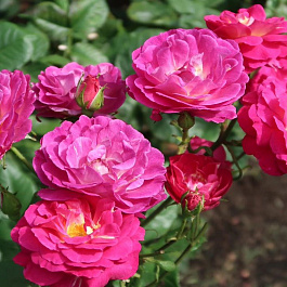 Роза парковая Аутта зе Блу