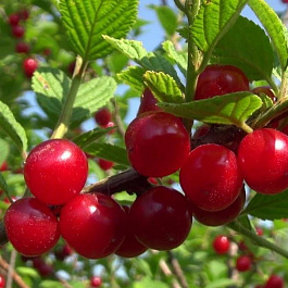 Вишня войлочная Томентоза