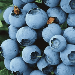 Голубика высокорослая Chippewa