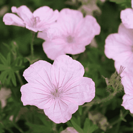 Герань кроваво-красная Vision Pink