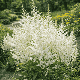 Астильба Арендса Snowdrift