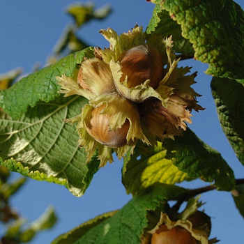 Лещина обыкновенная Трапезунд