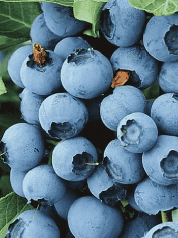 Голубика высокорослая Chippewa