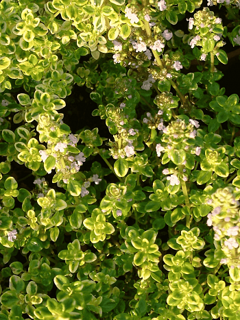 Тимьян лимоннопахнущий Golden King