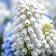 Мускари White Magic