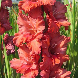 Гладиолус крупноцветковый Олд Спайс