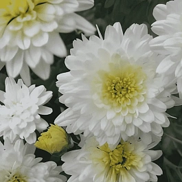 Хризантема корейская Элла