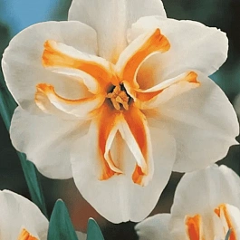 Нарцисс Delta