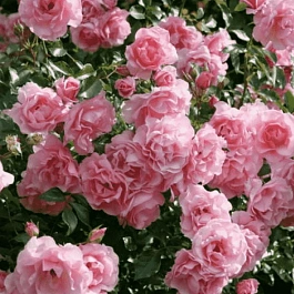 Роза Кустовая Rozario