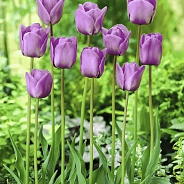 Тюльпан Blue Amaible