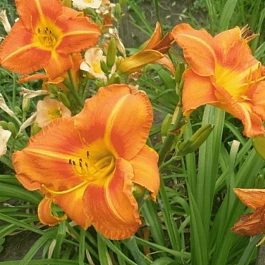 Лилейник Tuscawilla Tigress