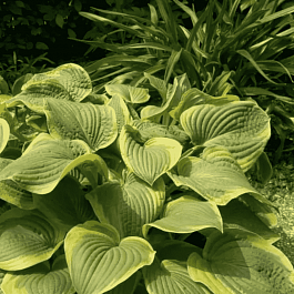 Хоста Abiqua Moonbeam