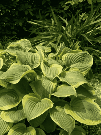 Хоста Abiqua Moonbeam