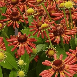 Гелениум осенний Loysder Wieek