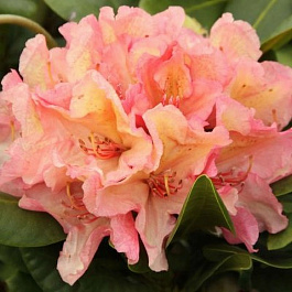 Рододендрон гибридный Бразилия